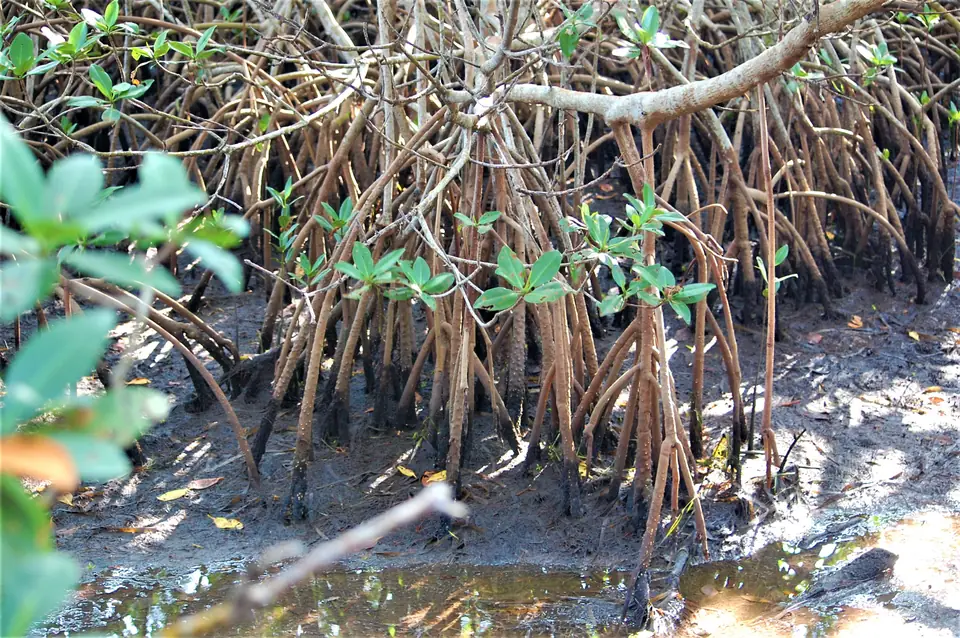 J.N. "Ding" Darling National Wildlife Refuge — photo 1